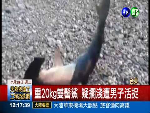 備胎座有鯊魚! 行車紀錄器全都錄