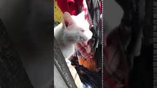 Katze/Kater aus dem Hoarding-Fall (d) 07.2019