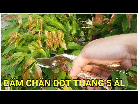 🔴 QBS22212 - BẤM CHẶN ĐỌT MAI VÀNG ĐT 0942456100 || CÁCH LÀM CÂY MAI ĐẺ NHIỀU NHÁNH PHÂN TÀN KÍN TÀN