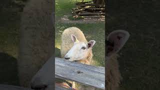 Baa Baa White Sheep 🐑