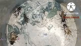 Download lagu SUARA JANGKRIK COCOK UNTUK MASTERAN BURUNG GACOAN ANDA 🐦 mp3