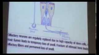 Dr Gihan Respiratory System (Conducting Portion) 7-10-2013
