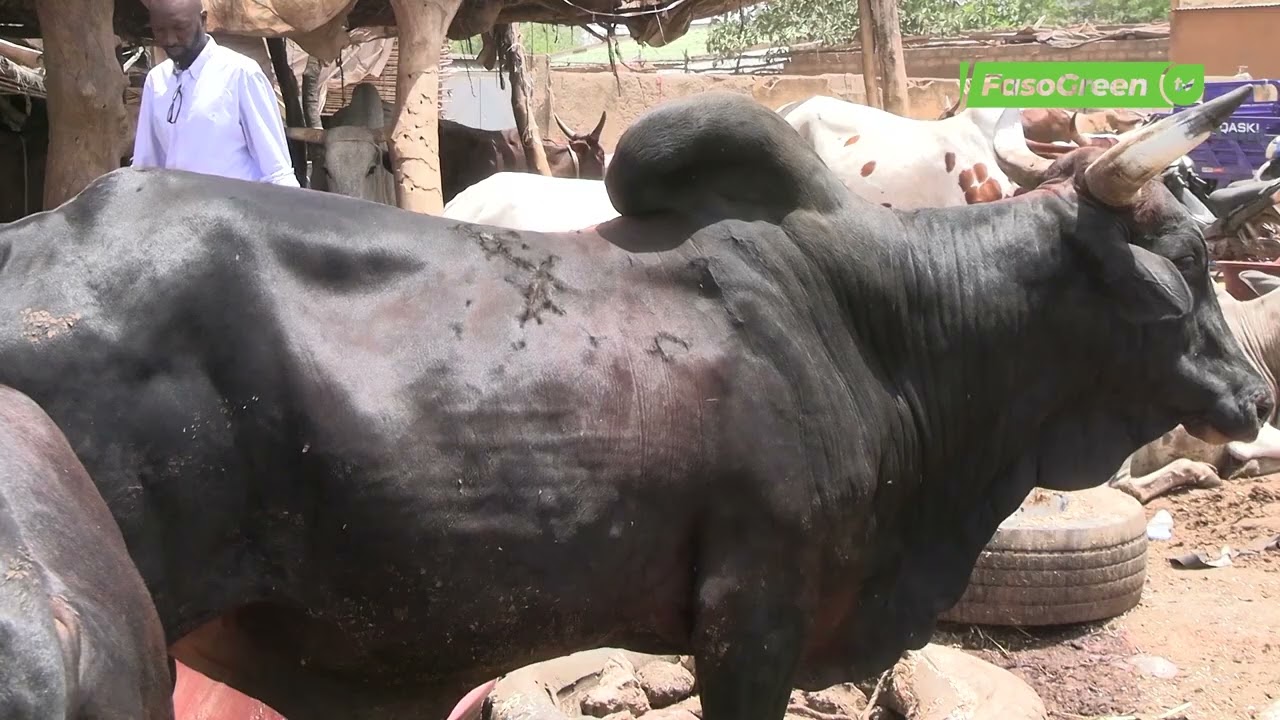 Santé animale au Burkina Faso : Vers une loi pour la souveraineté sanitaire