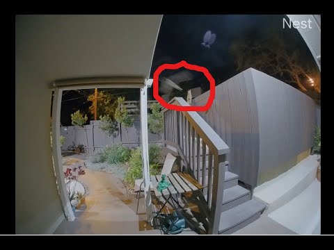 Owl Tries to Snatch Cat