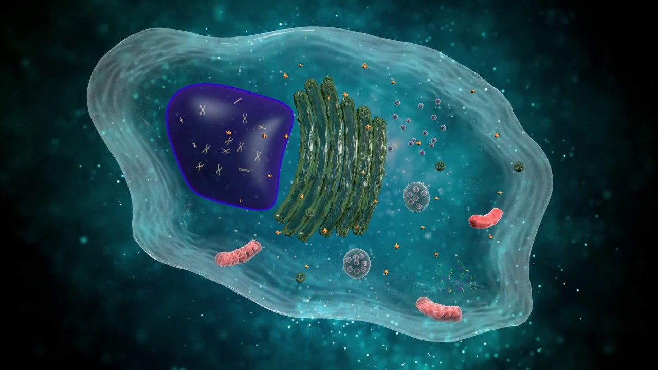 Exosome animation