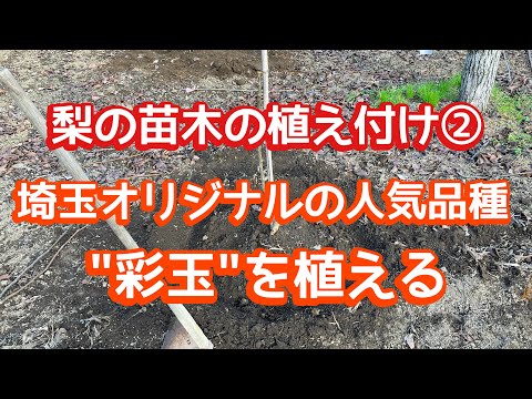 梨の木を植える：時期と方法、そしてメンテナンスのヒント！  庭園
