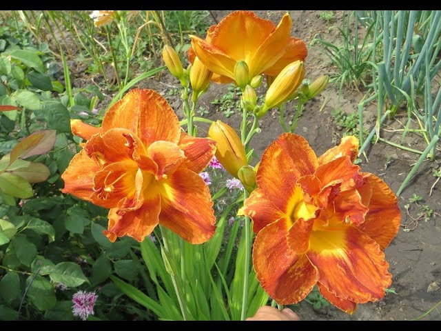 45 Mary Brown/Мери Браун Лилейник