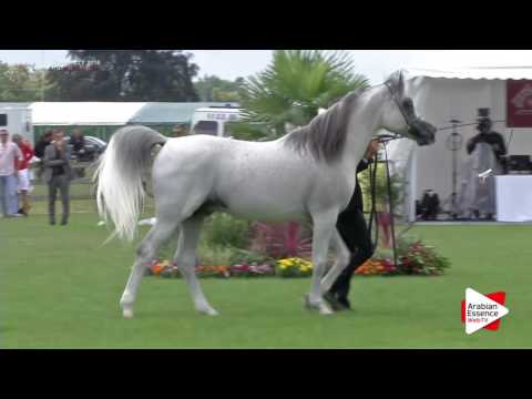 Chantilly 2016 AHO World Cup - CLASS  10