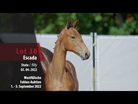 Fohlen-Auktion Lot 30  Escada Stute v. Escolar - Sandro Hit