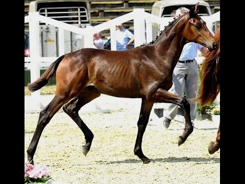 2016 Oldenburg Millenium grand son for sale www.sporthorses-online.com
