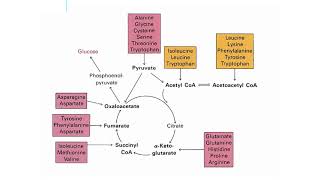 Bridge between Anabolic and Catabolic Pathways