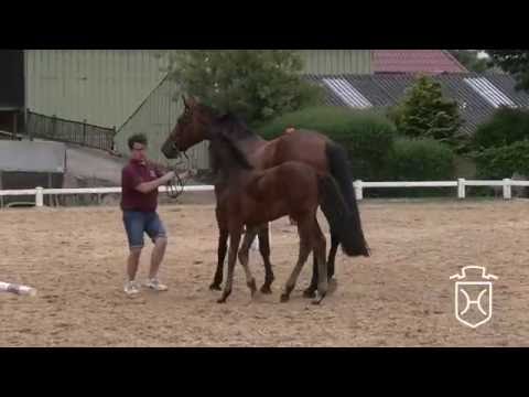 B095 Hengstfohlen von Diarado - Cristo - Alcatraz