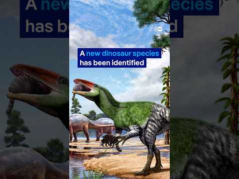 A dinosaur fossil forgotten for 100 years | DW News