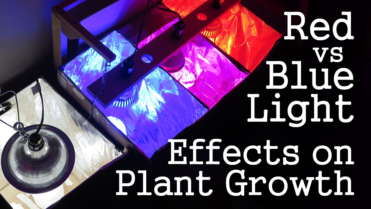 Experiment: Red Light vs Blue Light -How Spectrums Affect Plant Growth- LED vs CFL