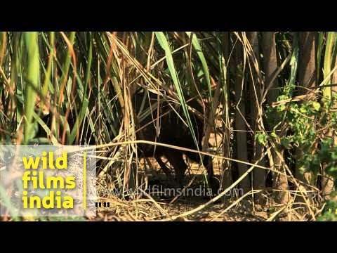 Pygmy hogs (Porcula salvania) feed on roots