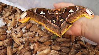 1000 Giant Atlas Moth Cocoons Hatched During Lockdown