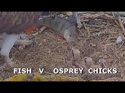 Fish v Osprey Chicks & Egg - 2021