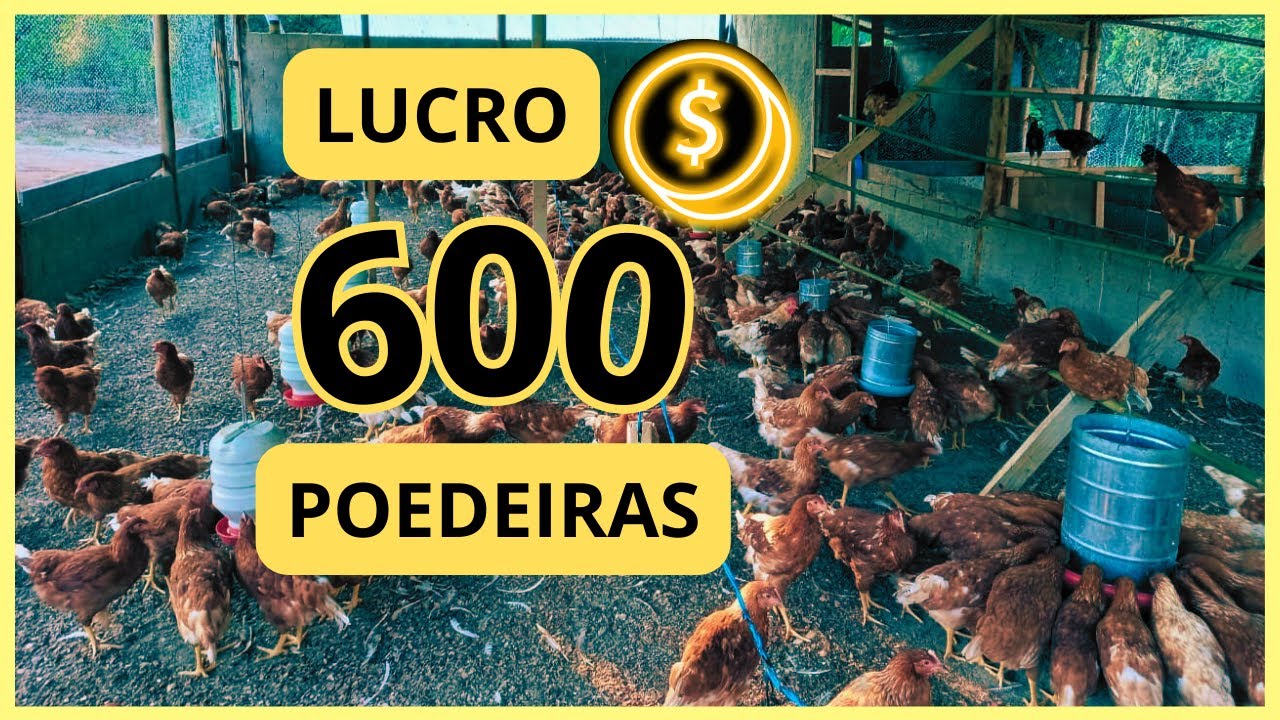 LUCRO com 600 galinhas poedeiras: retorno financeiro em 500 metros quadrados