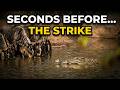 Nile Crocodile Catch Wildebeest CAUGHT IN THE ACT