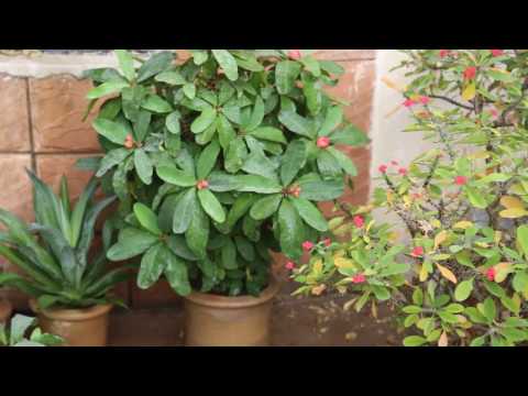 Care For Crown of Thorns (Euphorbia milii Hybrid) (Urdu,Hindi) Video