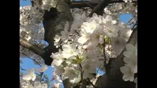 Has Anyone Ever Written Anything For You - Stevie Nicks - Lyrics