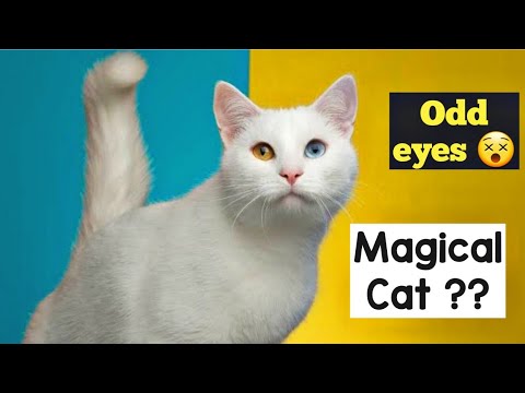 Persian Cats with Heterochromia / odd eyes | Odd eyes persian Cat Price
