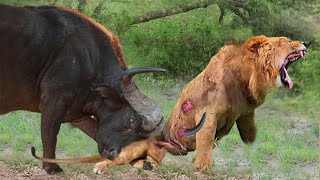Lion Dies Painfully When Recklessly Attacks Mother Buffalo - What's Going On?