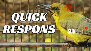 Download lagu Burung Madu Punggung Zaitun Belajar Bernyanyi - Sogon Belajar Bunyi Bagian 12 mp3