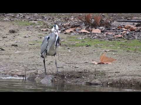 Garza en la laguna de los patos en Puertollano