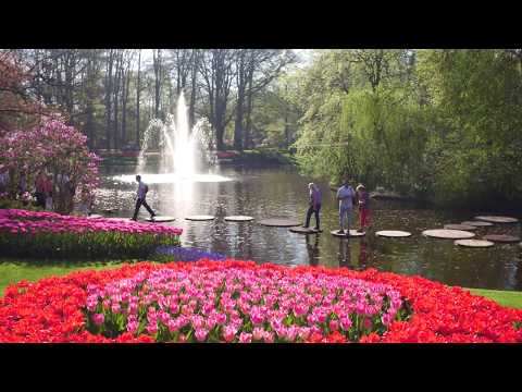 Keukenhof by drone