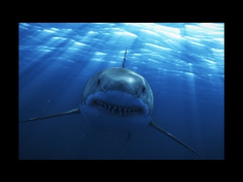 Great White Shark Attack On Camera- Video -Scary
