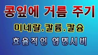 [텃밭농부. 1,208]  콩잎에 웃거름 주는 방법. 액비 엽면시비 #서리태재배 #매주콩재배 #쥐눈이콩재배