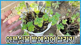 죽어가는 식물들 밭에 심어버렸어요!! 아픈식물 살리기 땅심만한 것이 없죠!!