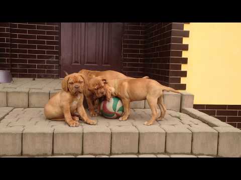 Litter "A" ex Cubile Lamia - males: Agat, Auris, Atlas, Ares