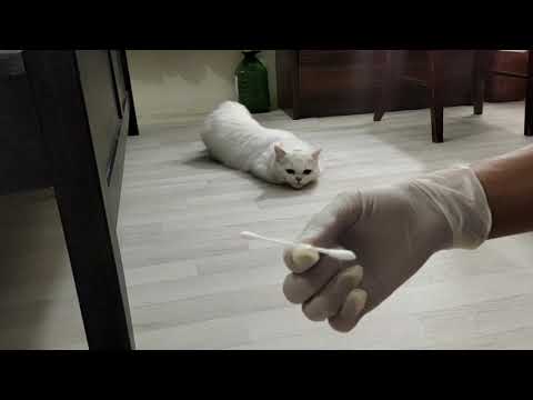 How to Help my Female Cat in Heat.(Cotton Bud)