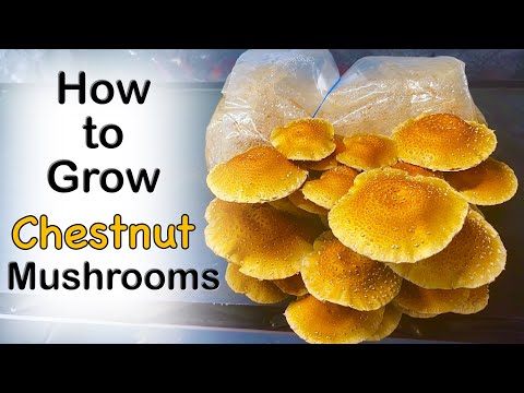 How to Grow Chestnut Mushrooms Step by Step
