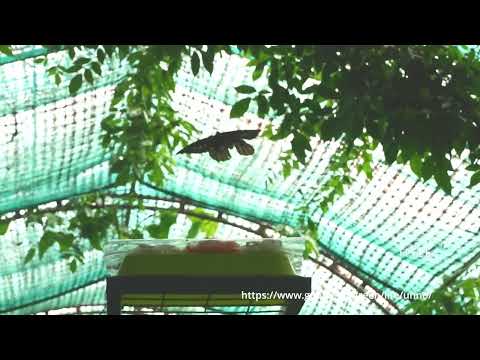 アレクサンドラトリバネアゲハの飼育施設