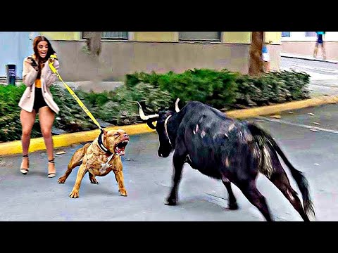 50 Animales Héroes Que se Sacrificaron por sus Dueños | ¡Lo Mejor De Verano!
