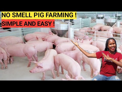 , title : 'How To START A PIG FARM Business As A BEGINNER! ( DETAILED )| 2023'