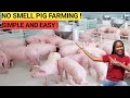 How To START A PIG FARM Business As A BEGINNER DETAILED 2023