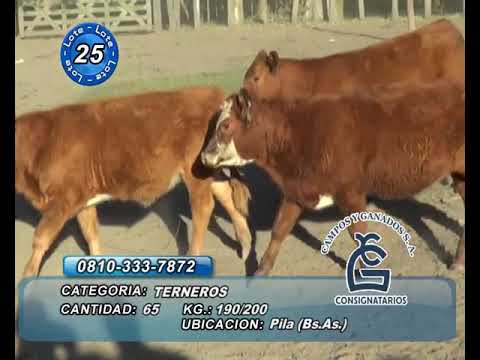 Lote MACHOS - PILA BS AS