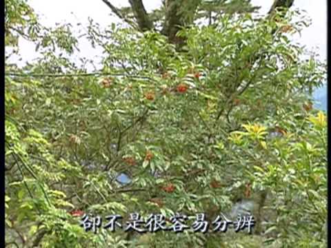 台灣世紀之旅-第031集 大雪山森林