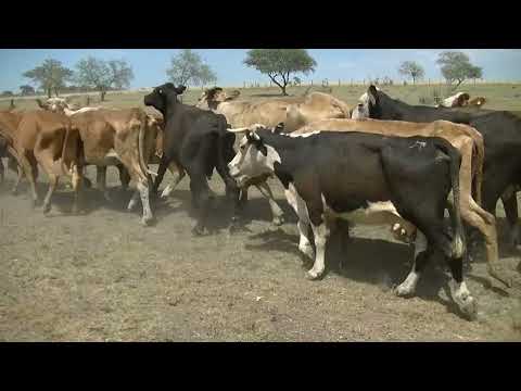 Lote 116 Vacas en Federación, Entre Ríos