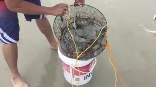Crabbing in Marsden Point, Whangarei, New Zealand