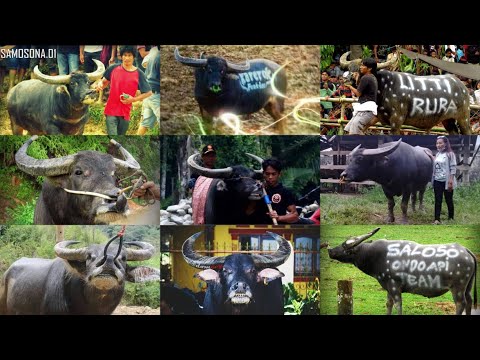 Para Legenda Terbaik KPTS Toraja