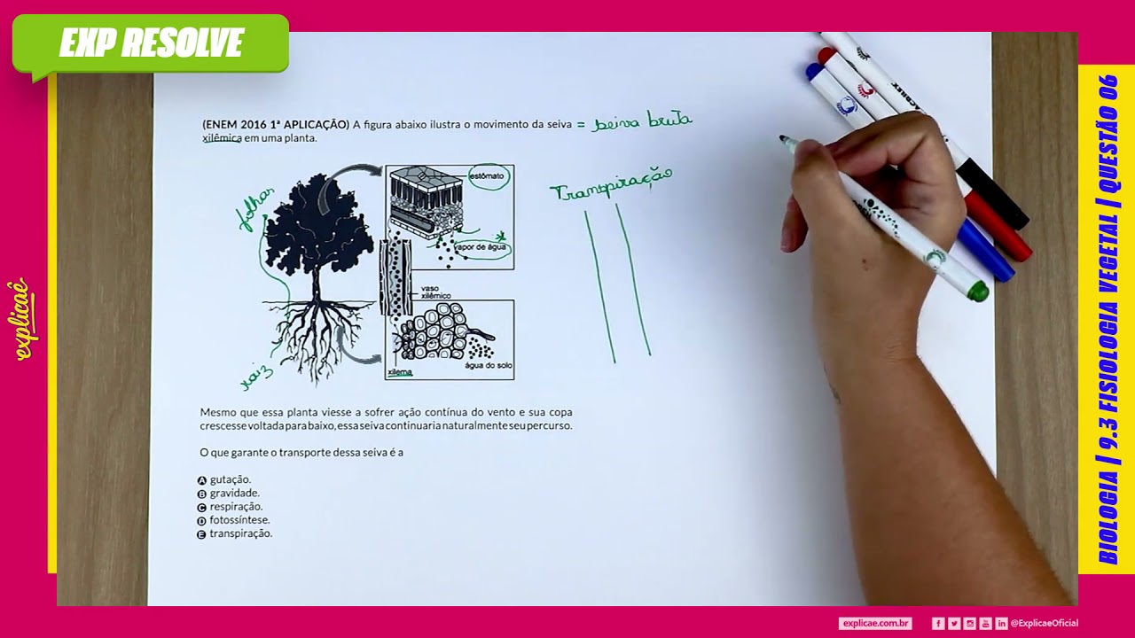 A FIGURA ABAIXO ILUSTRA O MOVIMENTO DA SEIVA XILÊMICA EM UMA PLANTA. (...) | FISIOLOGIA VEGETAL