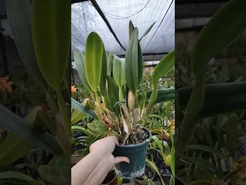 ZAP 11940050033 pedido de Judith de Goiás @Mais Orquídeas #flores #orquideas #plantas #jardim