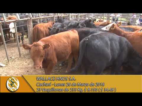 26-03-18 Venta de Hembras - Wallace Hnos S.A. - Cacharí.