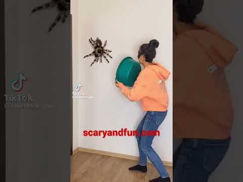 Spider Jumpscare 3 wow