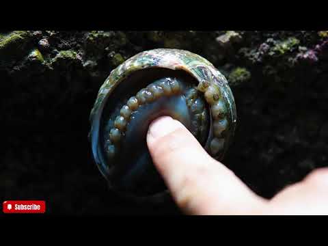 🔴 The FRESHEST Abalone ASMR You'll Ever See | Close-Up Visuals & Natural Ocean Sounds